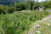 20120731_104007 Coltivazioni di frutti di bosco.jpg